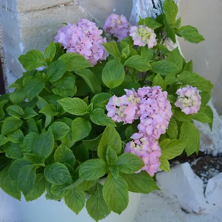 Sergios * Ханья