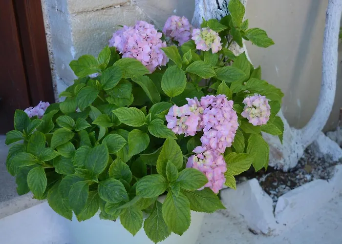 Sergios * Chania (Crete)